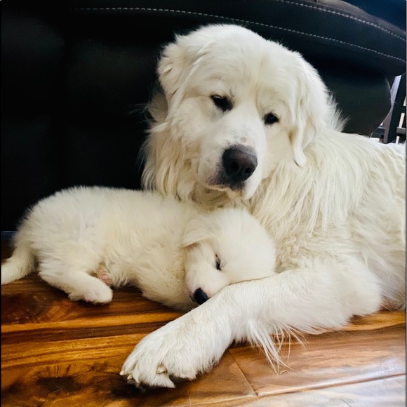 Meet your Posher, Grace - Picture 8 of 8